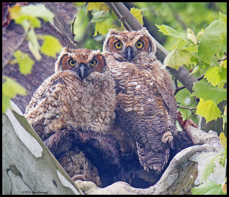_4SB2430 great-horned owlets.jpg